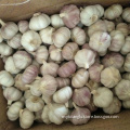 fresh garlic normal white garlic price in china garlic importers